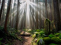 เส้นทางแสวงบุญ Kumano Kodo
